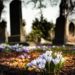 purple-crocus-in-bloom; Beethoven grave
