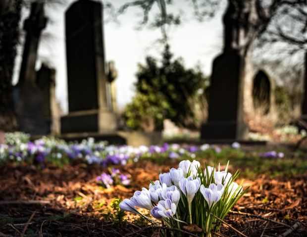 purple-crocus-in-bloom; Beethoven grave