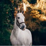 Beethoven's horse