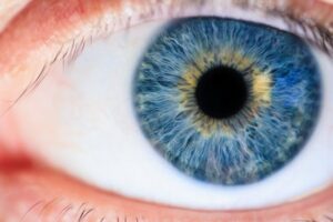 Darwin, the eye and AI