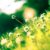 The magic of spring